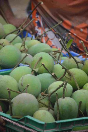 হারিভাঙ্গা আমের বাগান ✅ রংপুর আম চাষ ✅ হারিভাঙ্গা ভিজিট ব্লগ ✅ রংপুরের মিষ্টি আম ✅ হারিভাঙ্গা অনলাইন কেনা